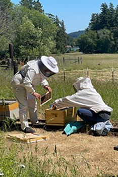 Beekeeping